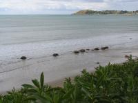 Albums/20060200-New Zealand 2006/20060315-Moeraki/25